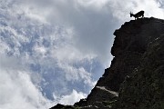 52 Sentinelle rampanti sulle rocce del Pizzo Paradiso